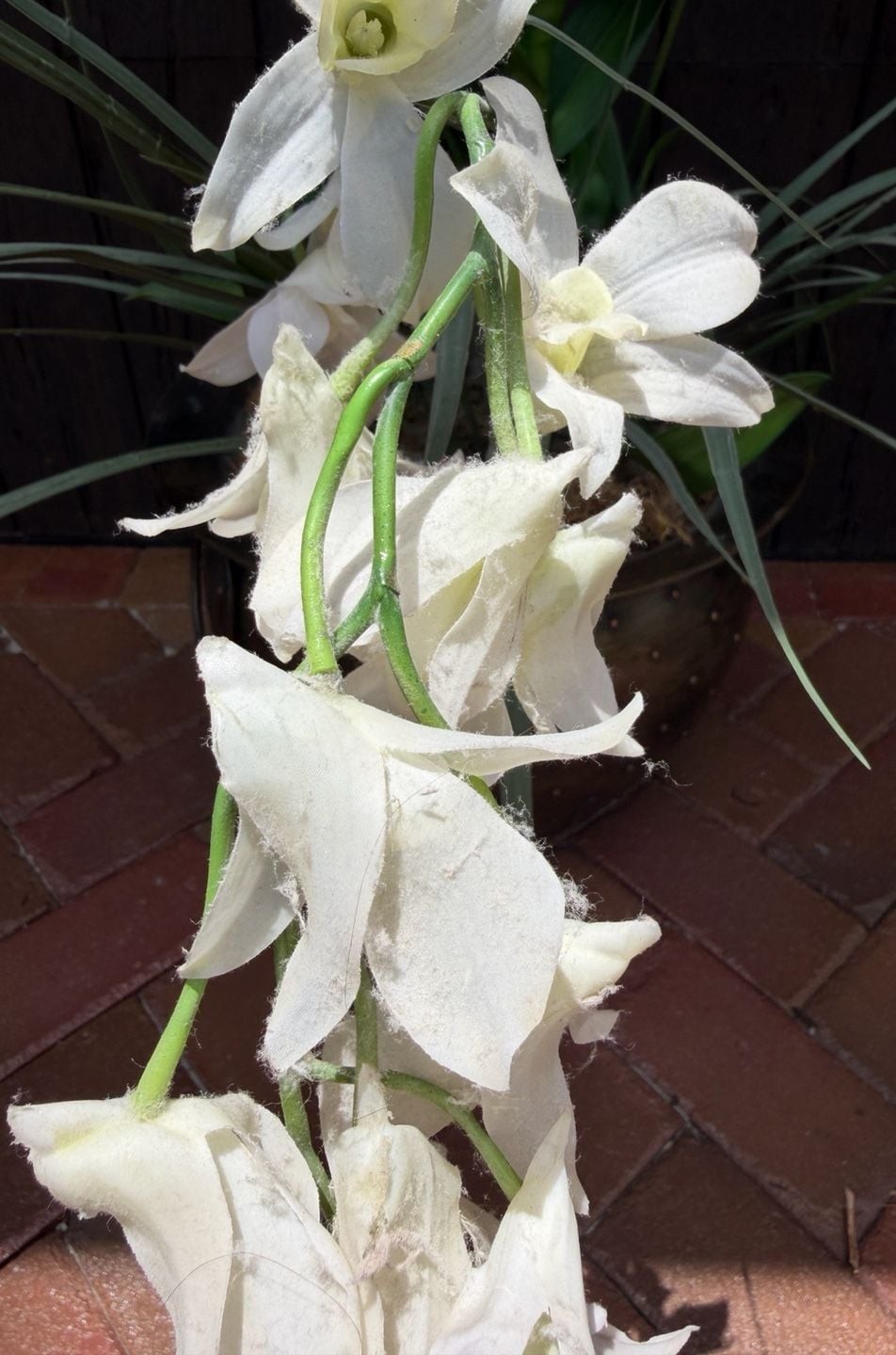 Montaage 1996 Decorative Brass Studded Pot w/ Artificial White Dendrobium Orchid