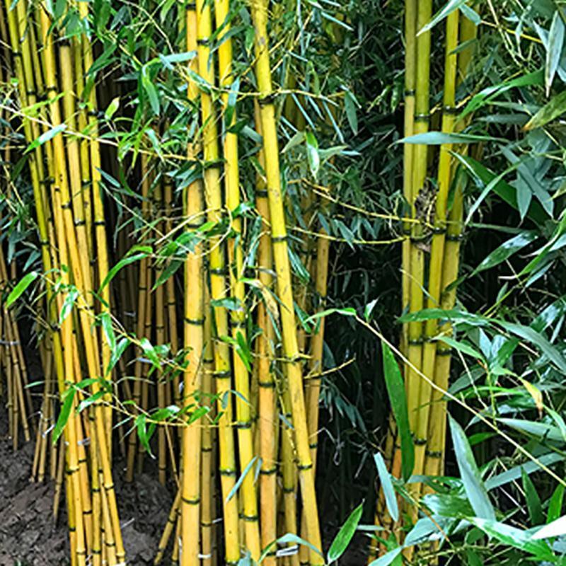 Giant Bamboo Seeds Perennial evergreen Grows Edible Bamboo shoots 100Pcs