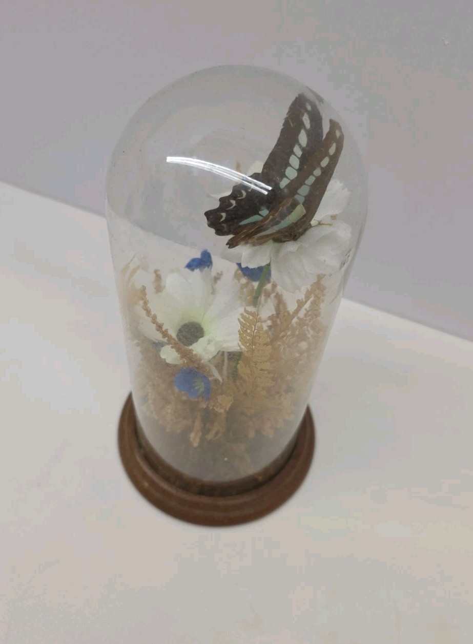 Vintage Real Butterfly & Daisy Flowers Under Glass Dome Wood Base Taiwan 7.5″