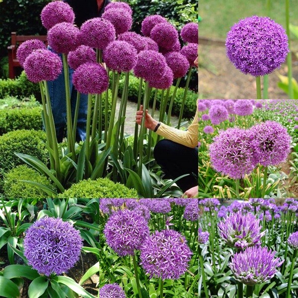 100pcs purple giant Allium giganteum flower seeds garden plant decor