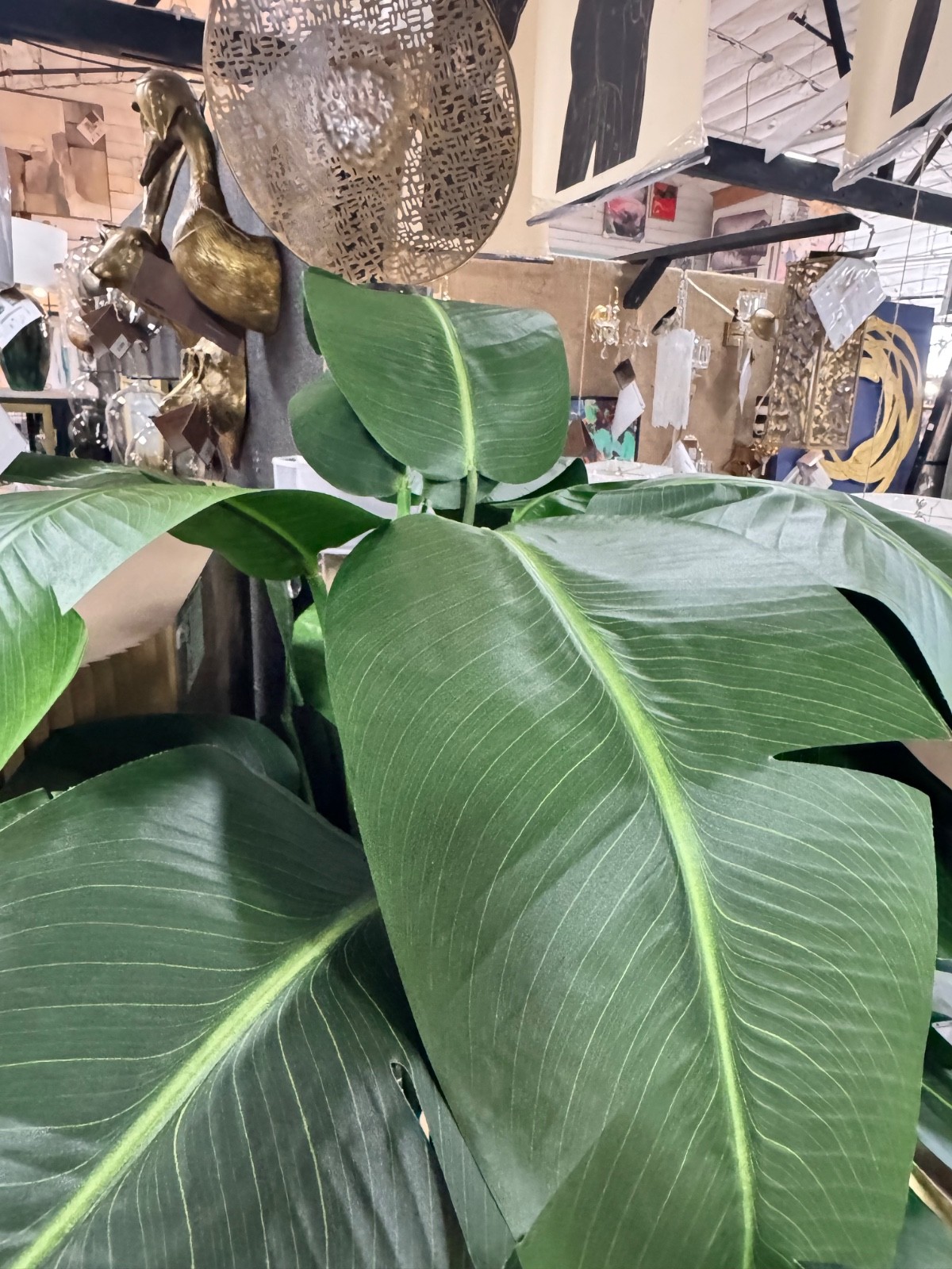 Winward Home Banana Palm in Planter 84″