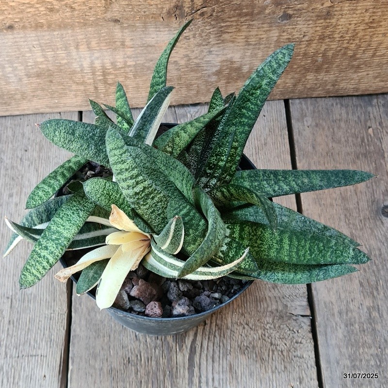 D5621 GASTERIA BATESIANA VARIEGATED pot18-H17-W32 cm MaMa Cactus
