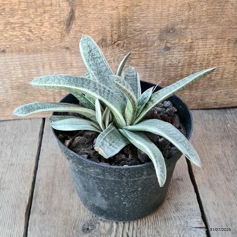 D5623 GASTERIA BATESIANA VARIEGATED pot18-H13-W26 cm MaMa Cactus