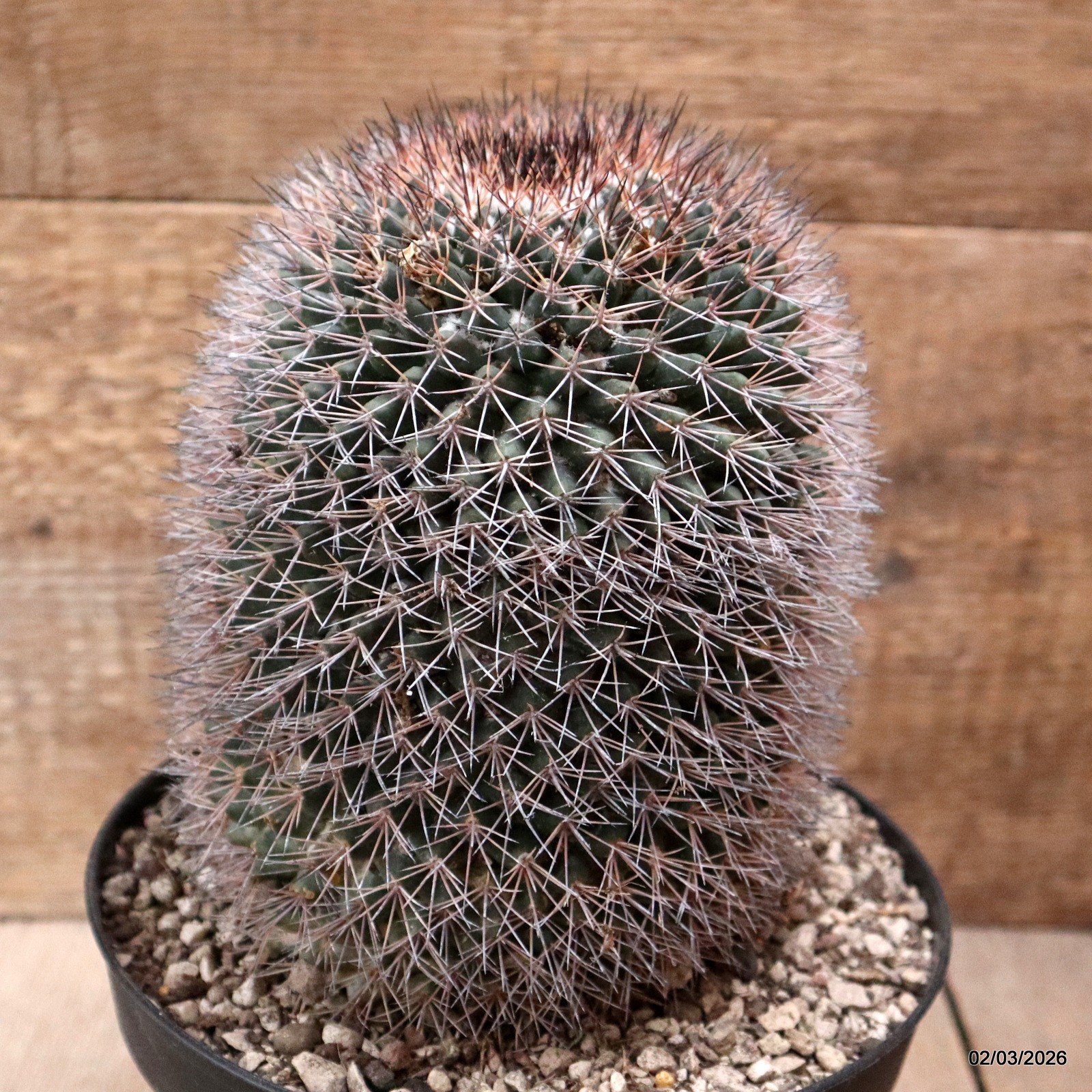 D7922 MAMMILLARIA PACHYCYLINDRICA pot18-H19-W13 cm MaMa Cactus