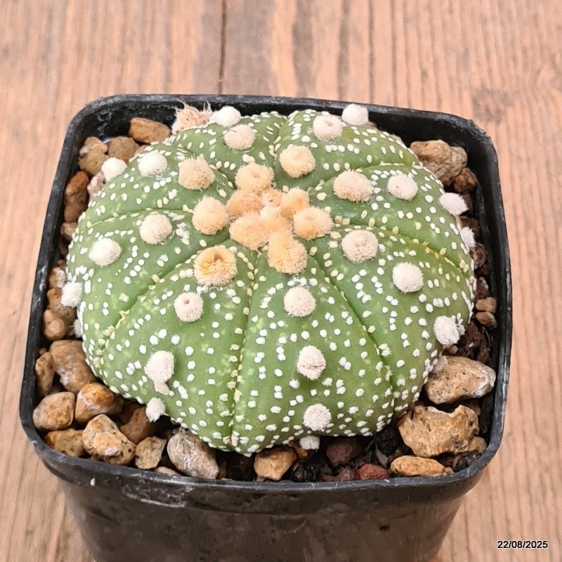 D6154 ASTROPHYTUM SUPERKABUTO pot7-H4-W7 cm MaMa Cactus