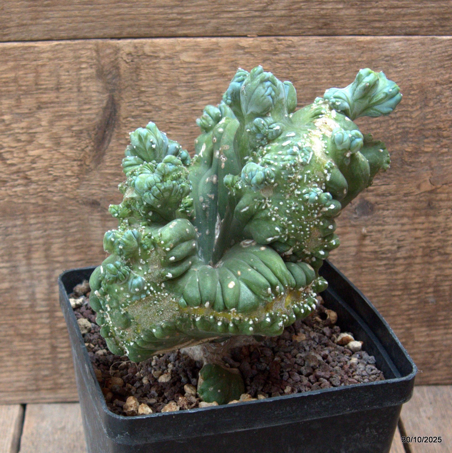 D7238 MYRTILLOCACTUS GEOMETRIZANS CRESTED pot14-H17-W19 cm MaMa Cactus