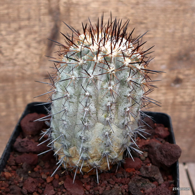 D3504 COPIAPOA HUMILIS EL COBRE pot14-H13-W7 cm MaMa Cactus