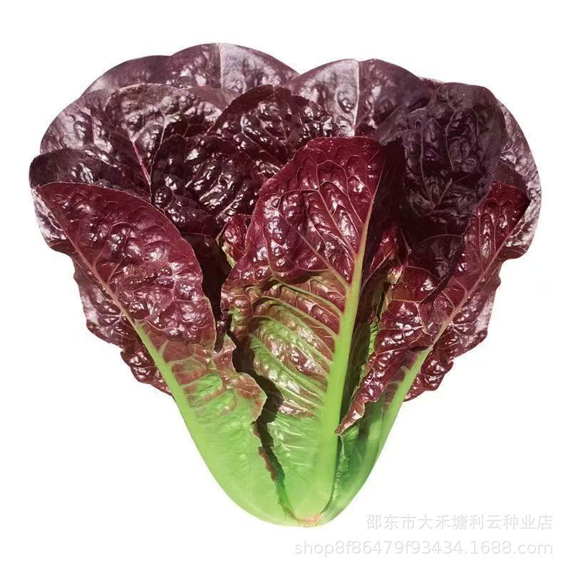 2000 RED ROMAINE LETTUCE seeds – HEIRLOOM – ORGANIC – NON GMO seeds