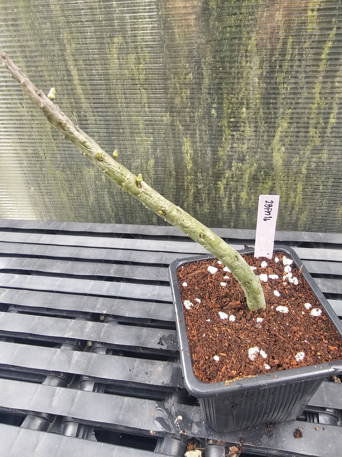 Rhytidocaulon macrolobum 2BFM16, no Stapelia, Huernia and Orbea