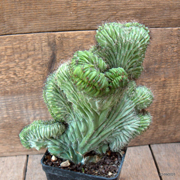 D6545 POLASKIA CHICHIPE CRESTED pot10-H20-W21 cm MaMa Cactus