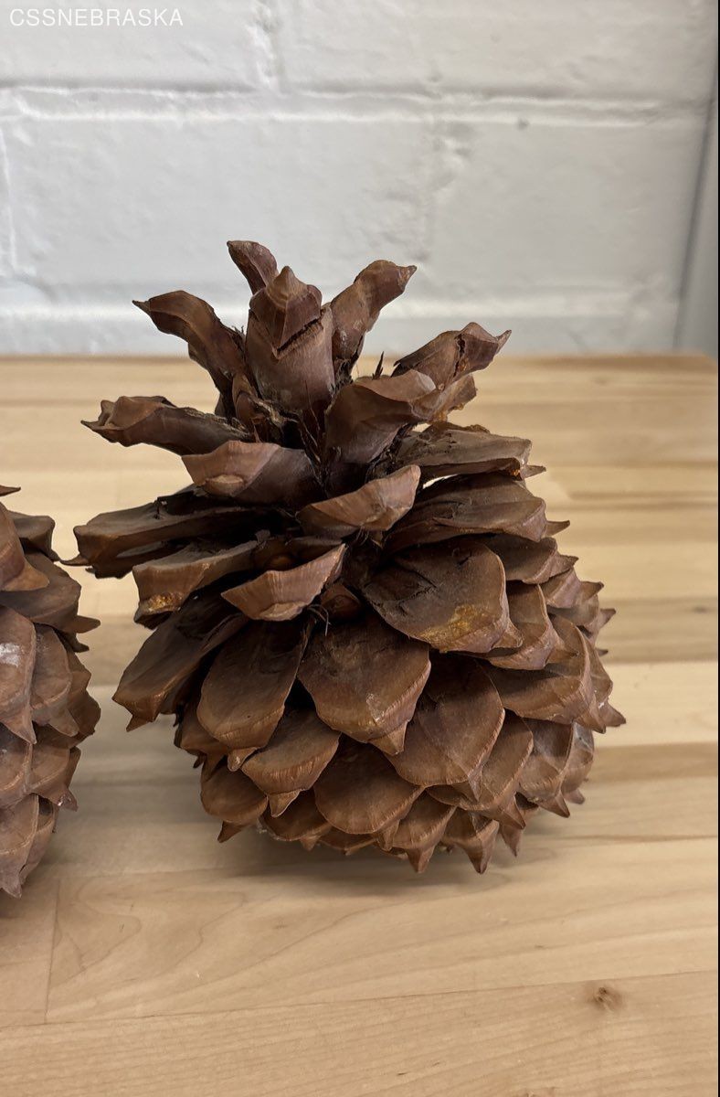 Pine Cones Large Set of Seven 4” to 6”Tall 3 to 4 Inch Diameter Craft Unscented