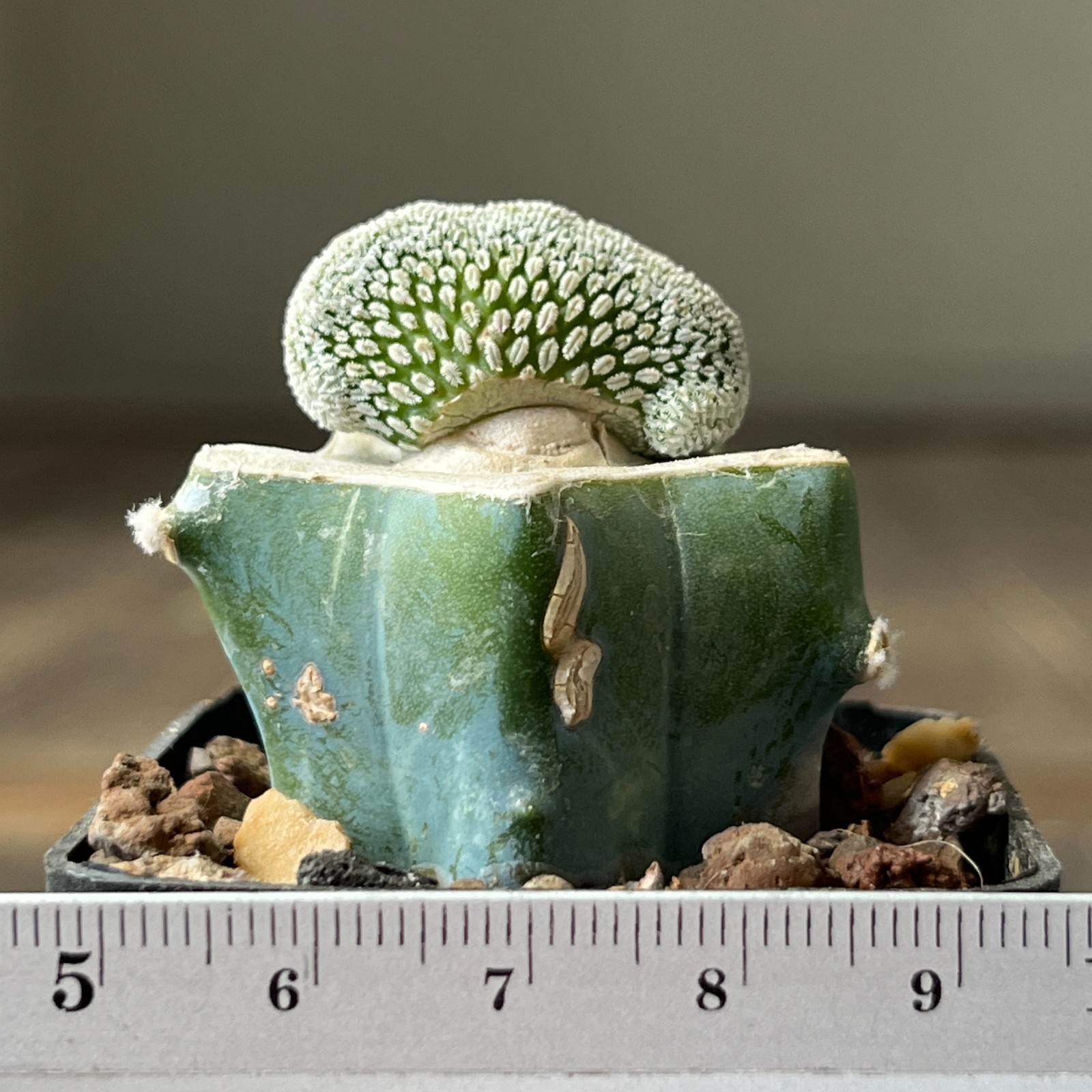 A30-1671 Mammillaria aselliformis f. cristata, grafted