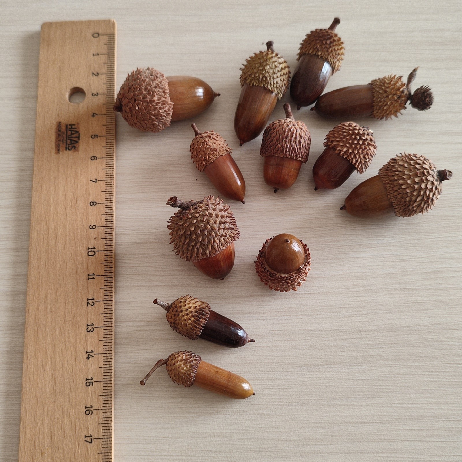 50 Pcs Hand Polished Real Dried Mix Acorns | Natural Cleaned And Baked Acorns
