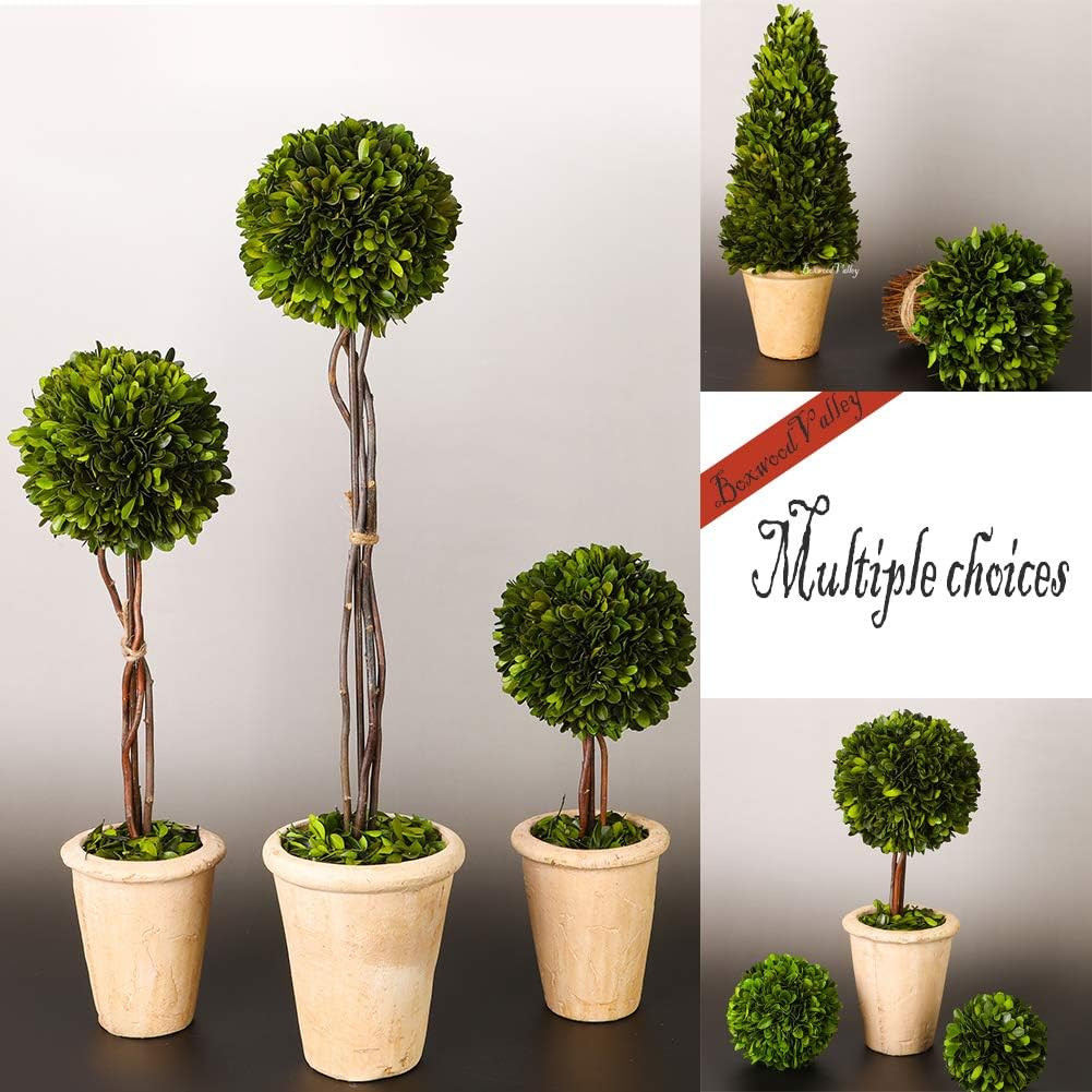 Real Preserved Yellow Evergreen Potted Tree Globe Tree Basin Territory Flower Po