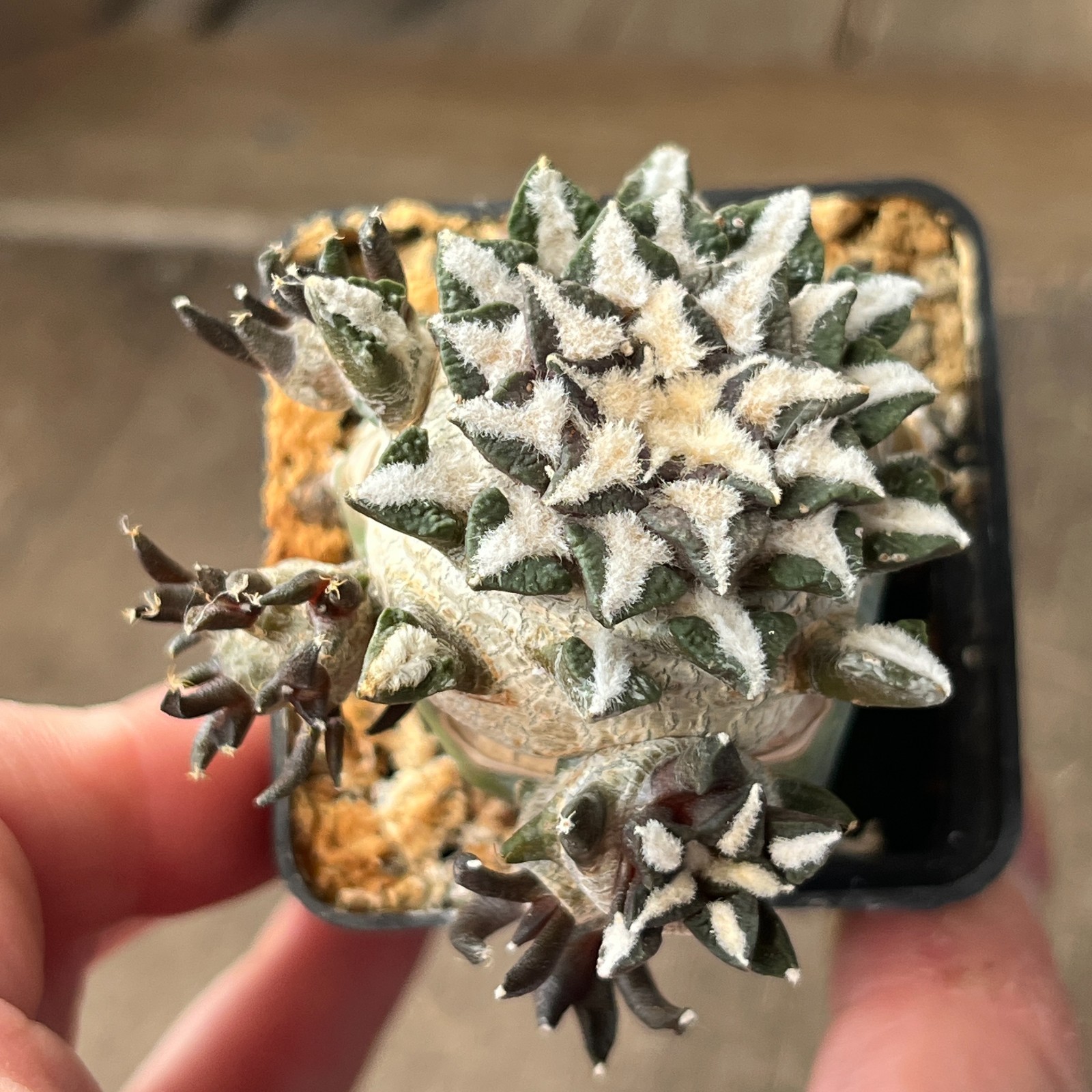 A33-258 Cactus kotschoubeyanus, VM526, S. Lucio Blanco, Coah, grafted