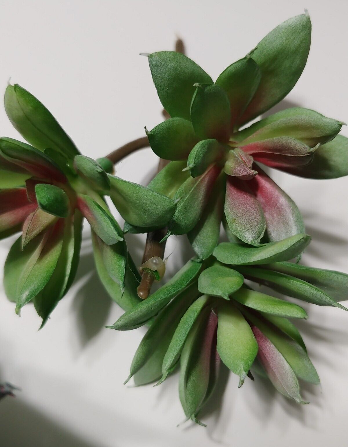 Lot of 16 Ashland Succulents Greenery Floral Picks Sizes 1.5″ to 11″ Craft Decor