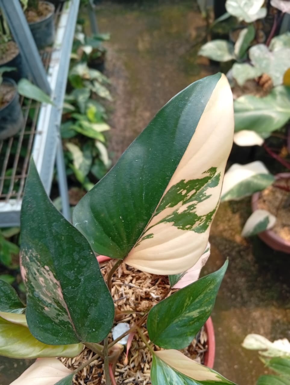 Real Pict Homalomena Pink Diamond Variegated Rare Plant