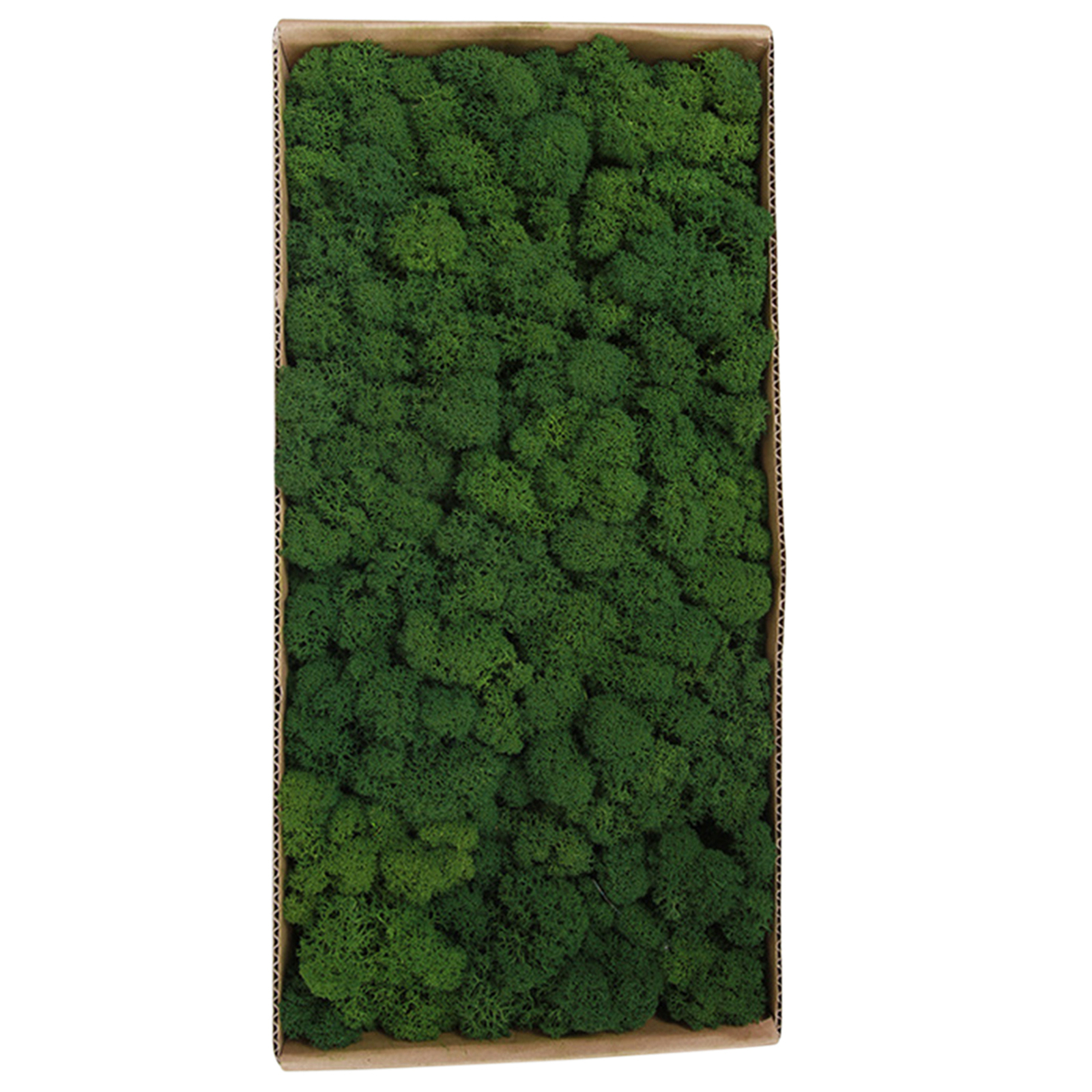 Preserved Moss Wall Decor Real Preserved Moss No Maintenance Required Z4F9