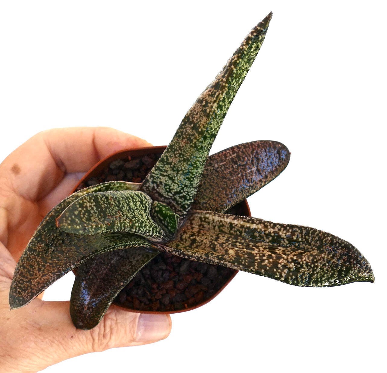 Gasteria carinata x batesiana SLIGHTLY VARIEGATED – Ox Tongue | Lawyer’s Tongue