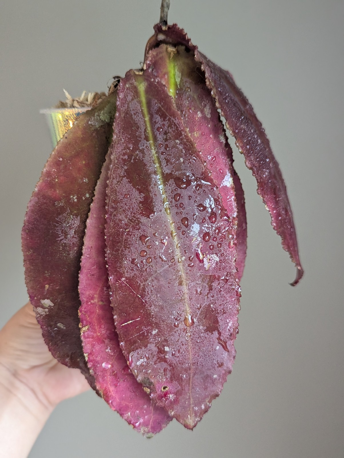 Rare Hoya Undulata Red Sp Borneo US SELLER