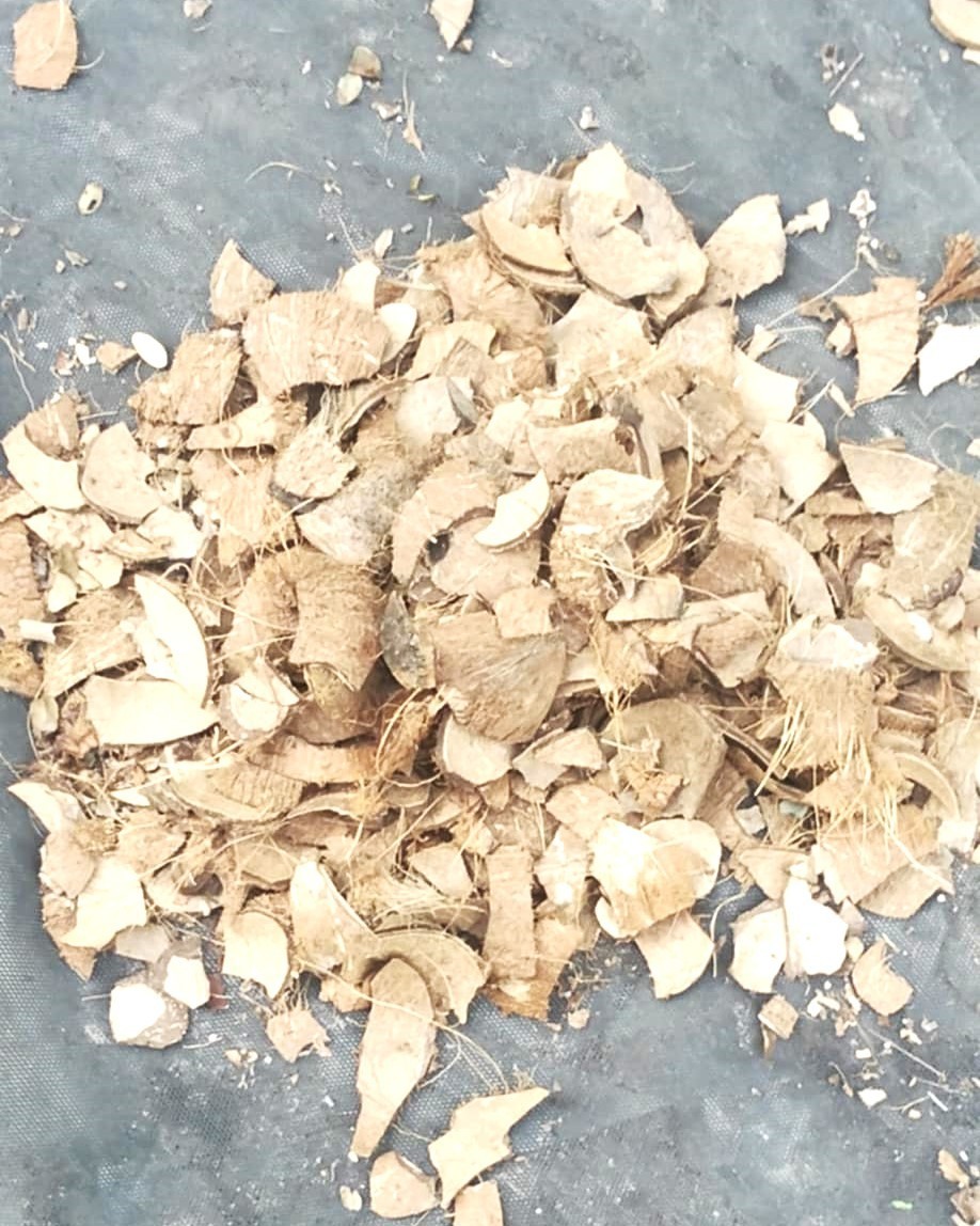 Natural Coconut Shell Chips – Eco Mulch, Craft & Reptile Bedding, Sustainable!