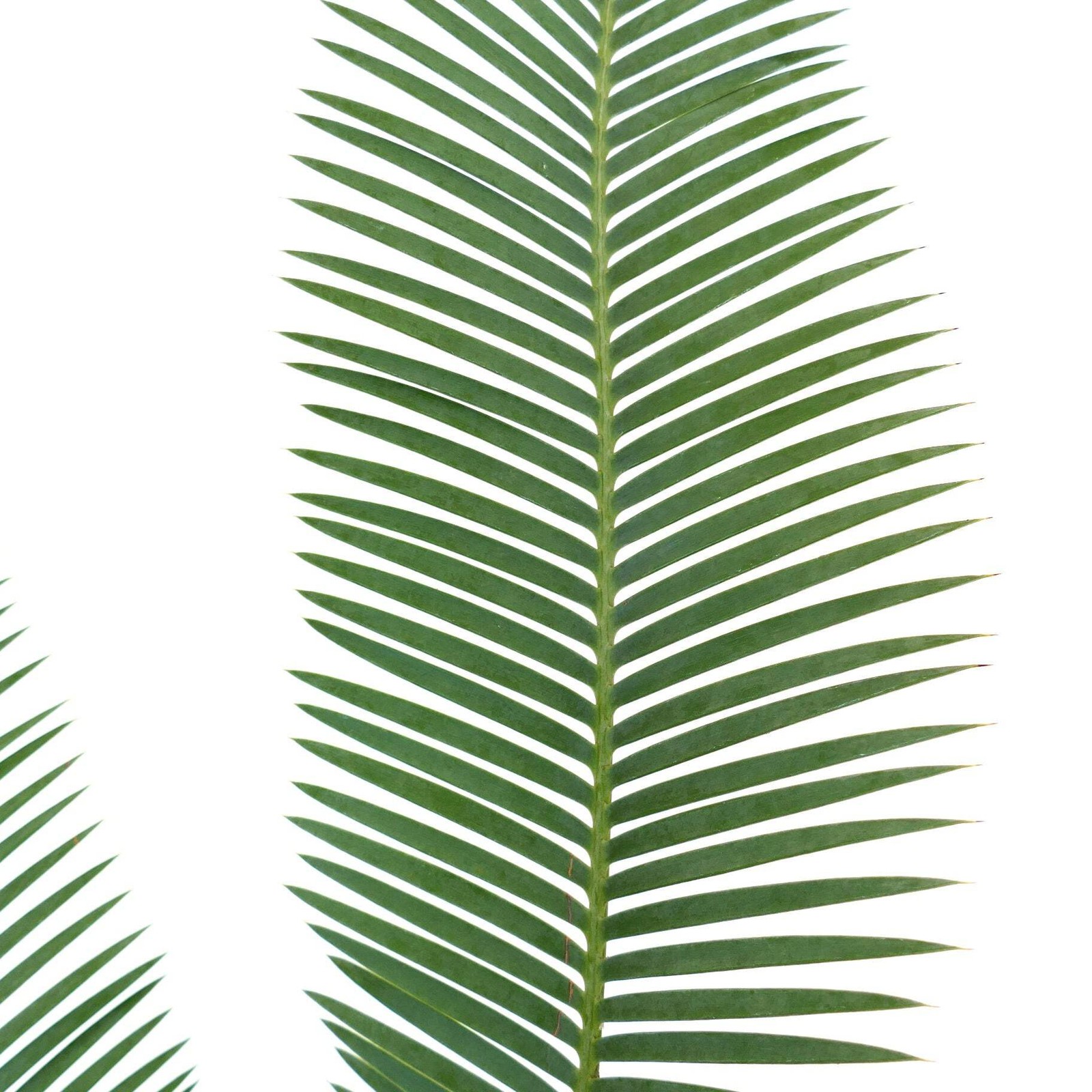 Dioon edule Jacala Form (Hidalgo, MX) 10x11cm Caudex – Chestnut dioon | Virgin’s