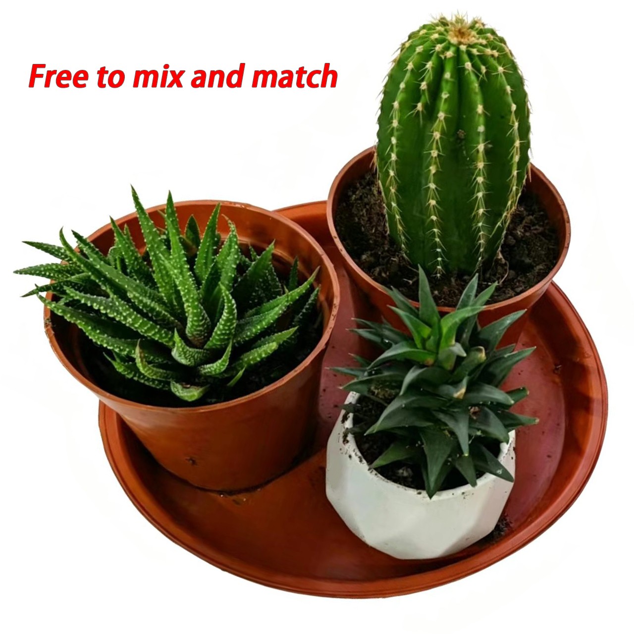 Rare Succulent Plants | Live House Plants for Home Office and Garden Decor