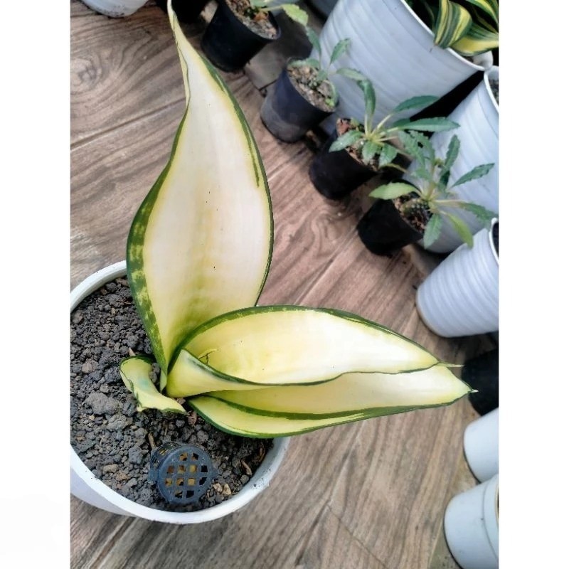 Sansevieria Asahi Mutation Rare Snake Live Exotic Plant PL030