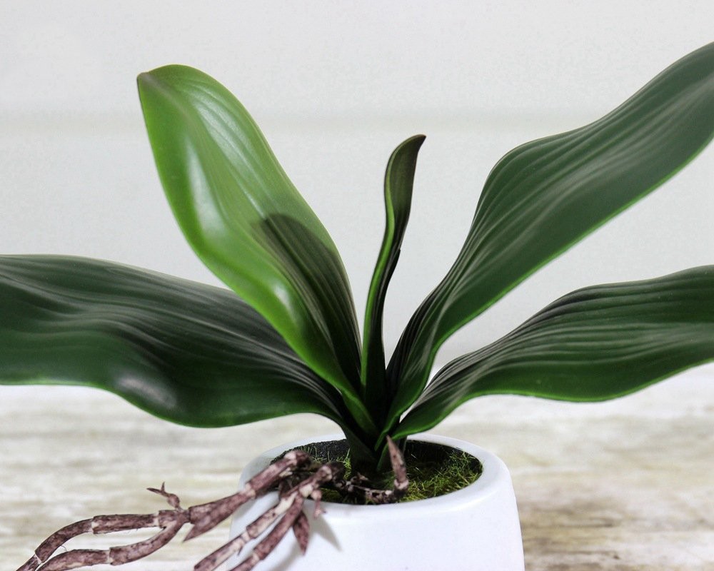 4 PCS 10 Inch Big Artificial Green Phalaenopsis Moth Orchid Leaf Latex Plant
