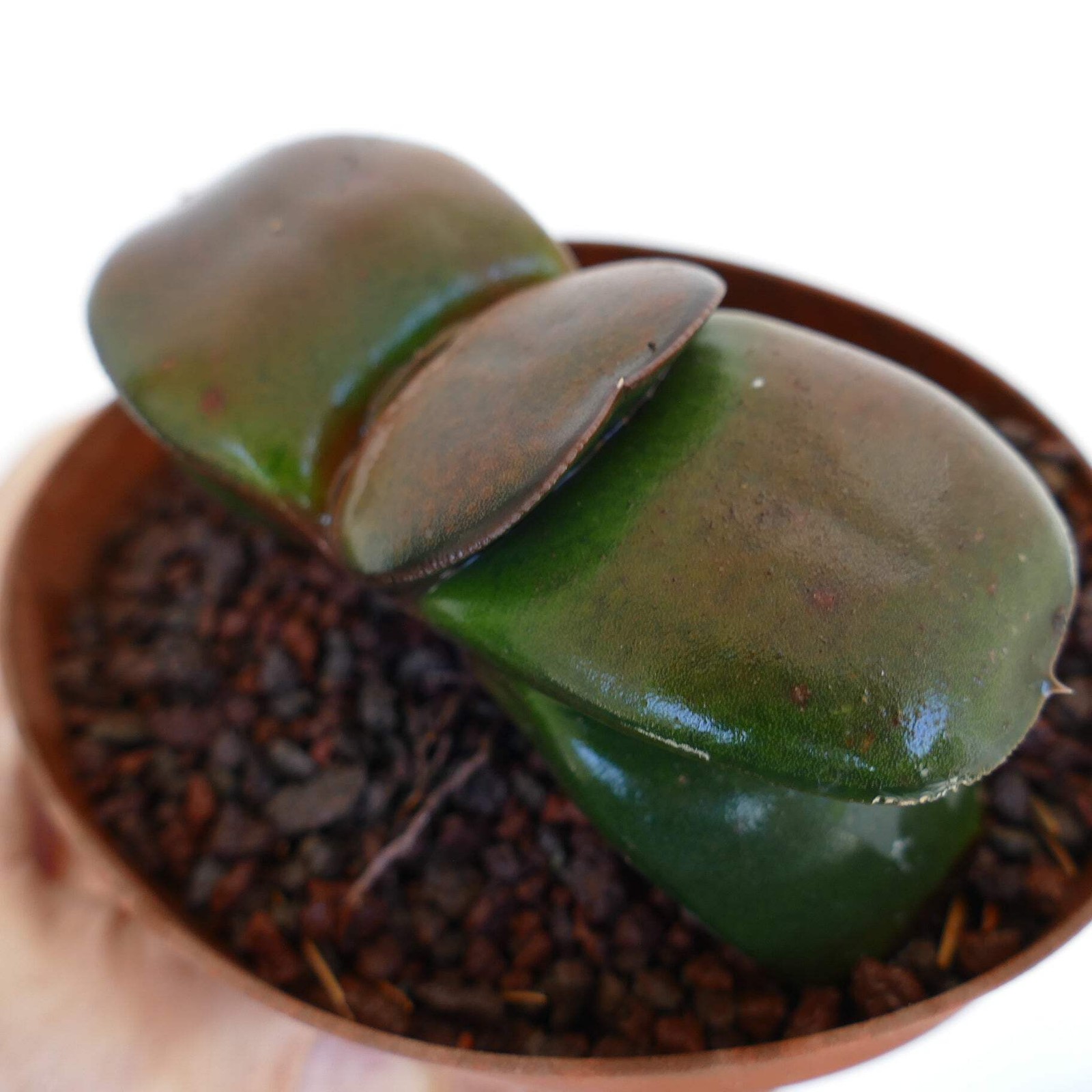 Gasteria pillansii cv 滑らか肌 BROWN FORM – Namaqua gasteria | Pillans’ gasteria