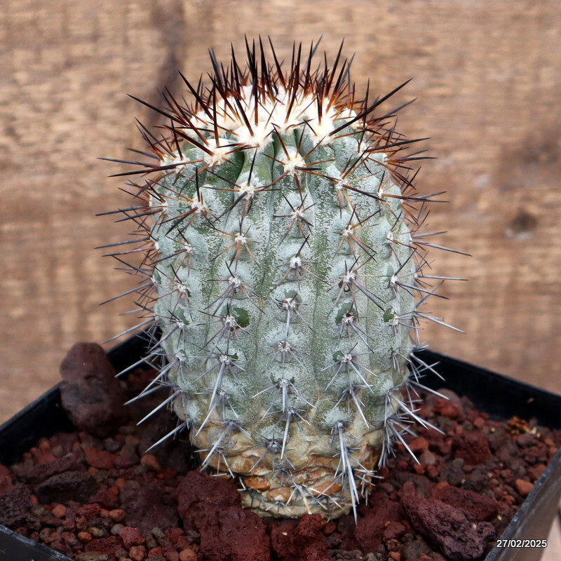 D3504 COPIAPOA HUMILIS EL COBRE pot14-H13-W7 cm MaMa Cactus