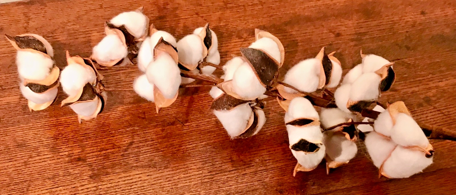 12 Cotton Boll Stem Spray Branch Country Farmhouse Decor 28″ New Flower Arrange
