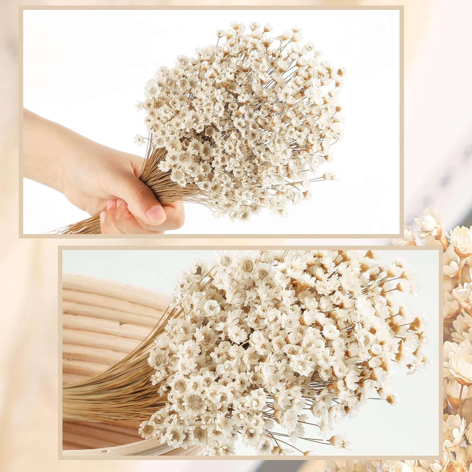 500 Pcs Natural Dry Flowers Mini Chamomile Small Star Daisy Dried Flowers Decora