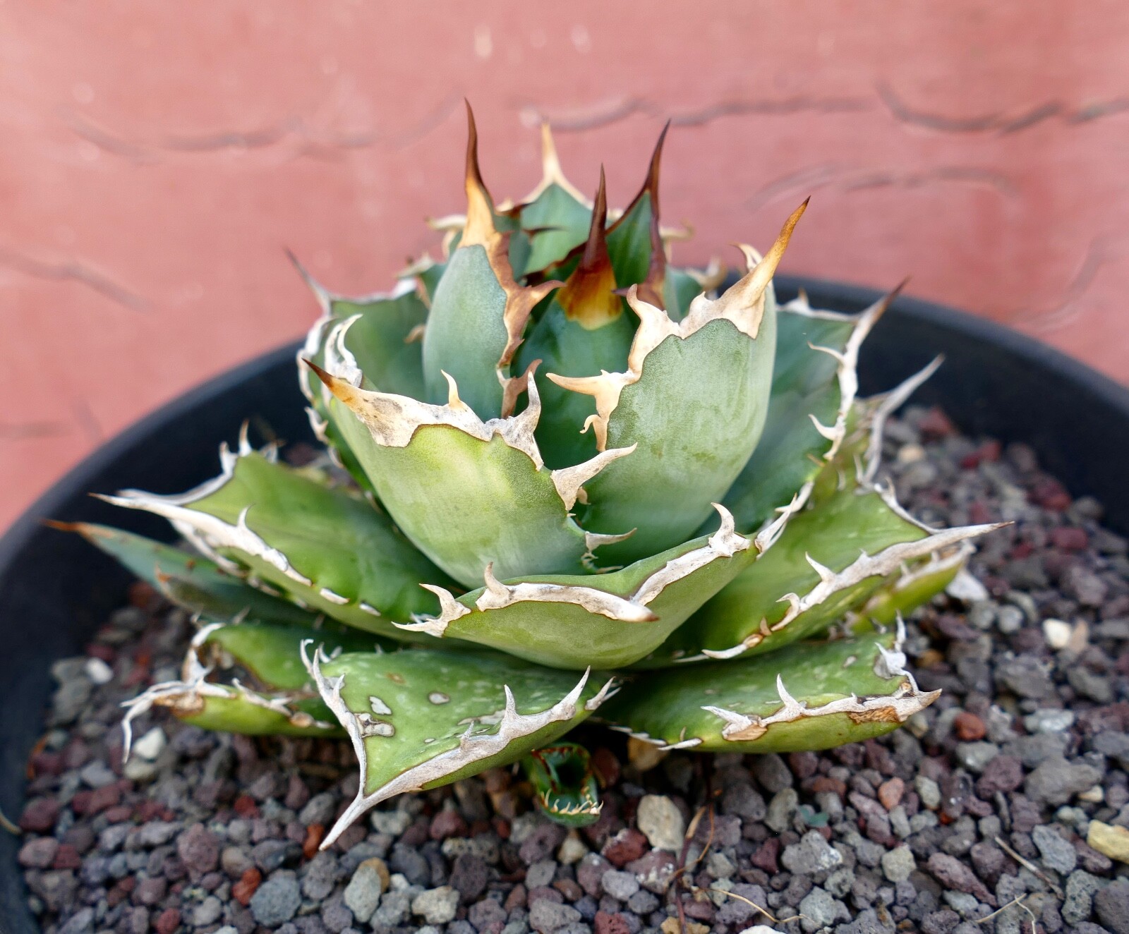 AGAVE TITANOTA compact & strong spines 100KES no variegated BOTANICAL ARCHIVE