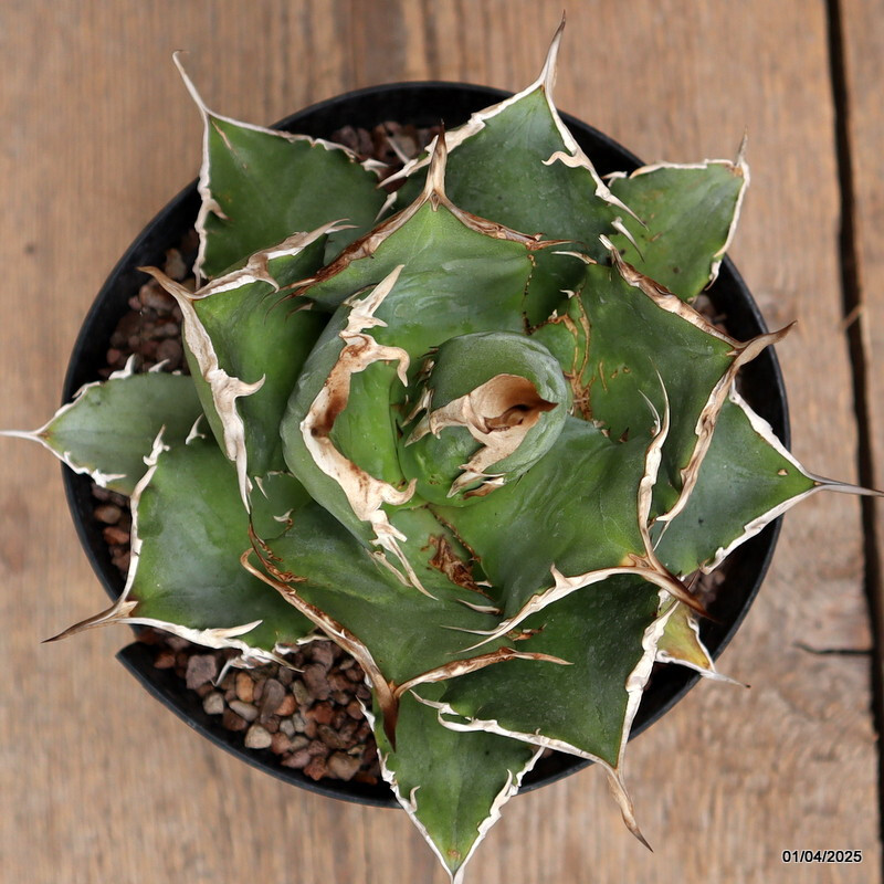 A8409 AGAVE TITANOTA pot14-H11-W16 cm MaMa Cactus