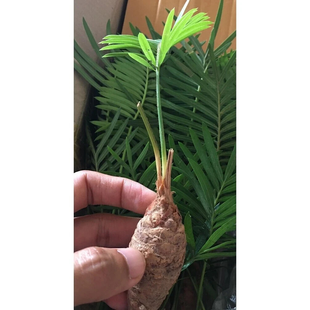 1 pcs Mini Random Size Cycas siamensis Rare Ornamental Product details Forest