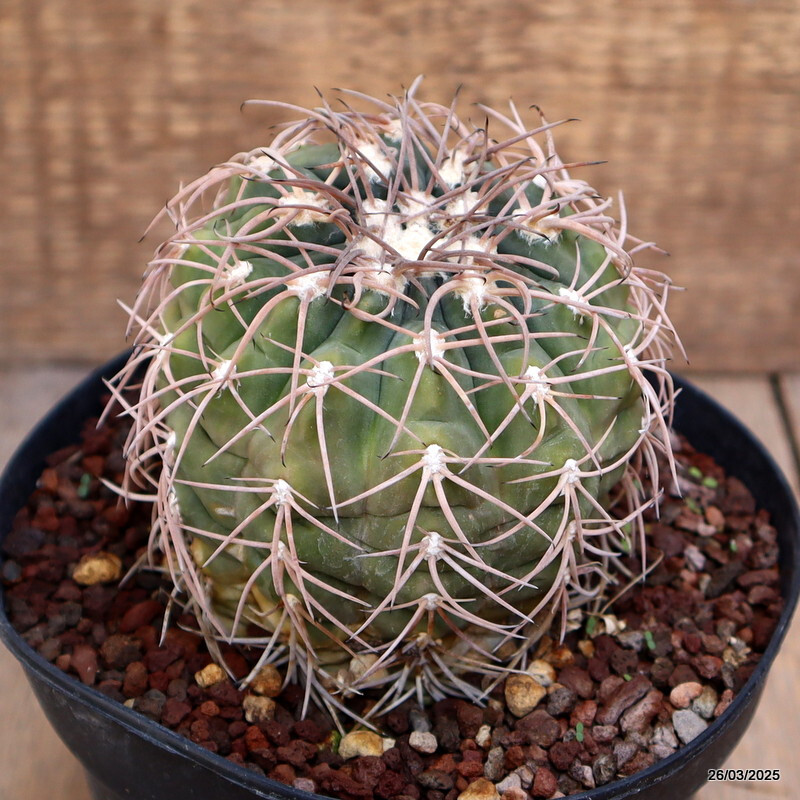 A2147 GYMNOCALYCIUM SPEGAZZINII pot14-H10-W9 cm MaMa cactus