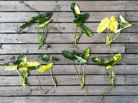 Variegated Burle Marx Philodendron Cutting | Air Roots w/ Nodes | House Plant