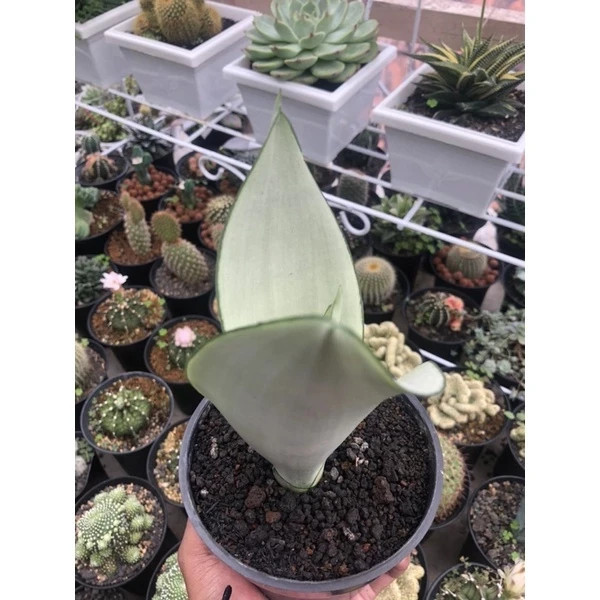 Sansevieria Moonshine Rare Snake Plant Live Exotic Plant PL082