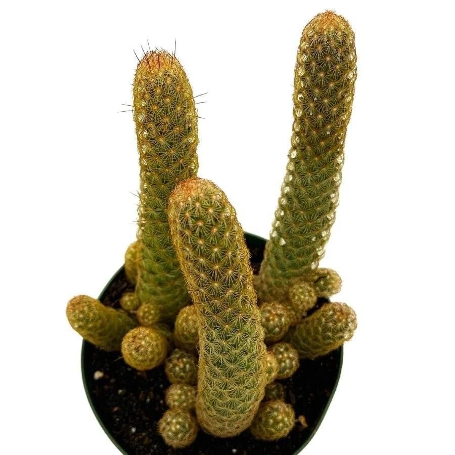 Mammillaria Elongata Lady Finger Live Cactus Copper King, Plants Rare Plants US