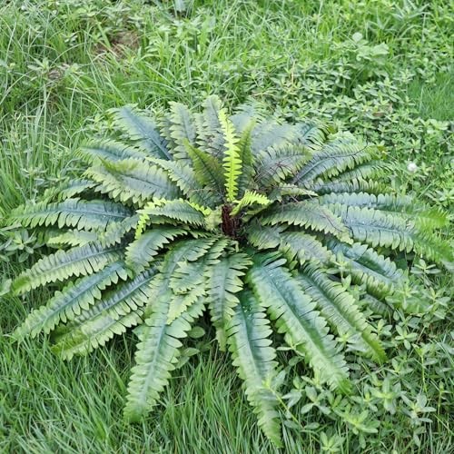 Artificial Ferns for Outdoors & Indoors, 51in Fake Fern Large Plants with 66