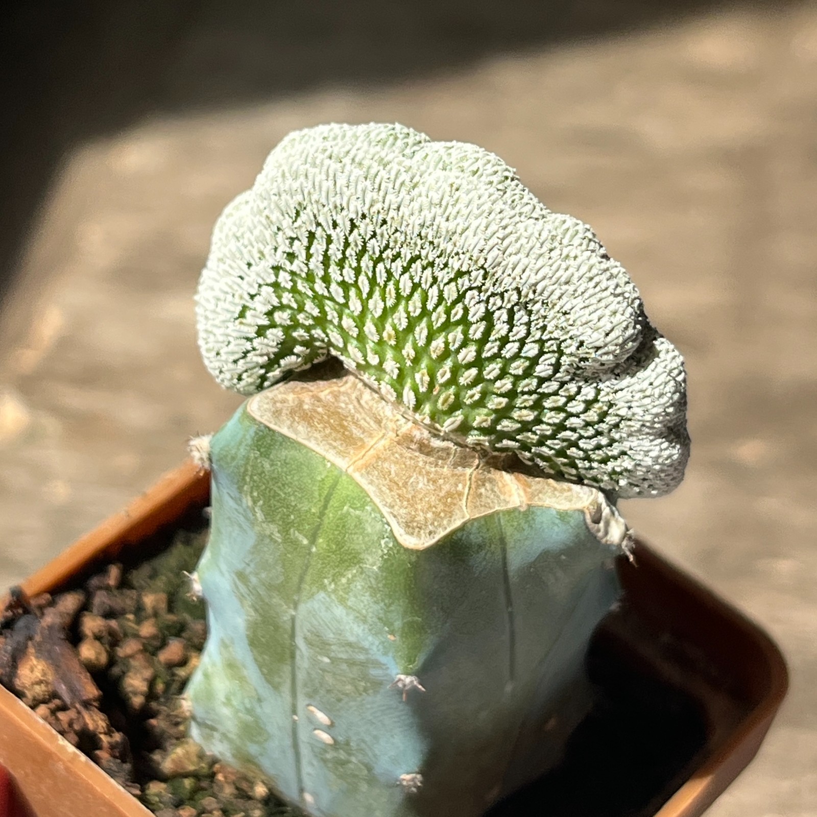 A51-649 Mammillaria aselliformis f. cristata, grafted