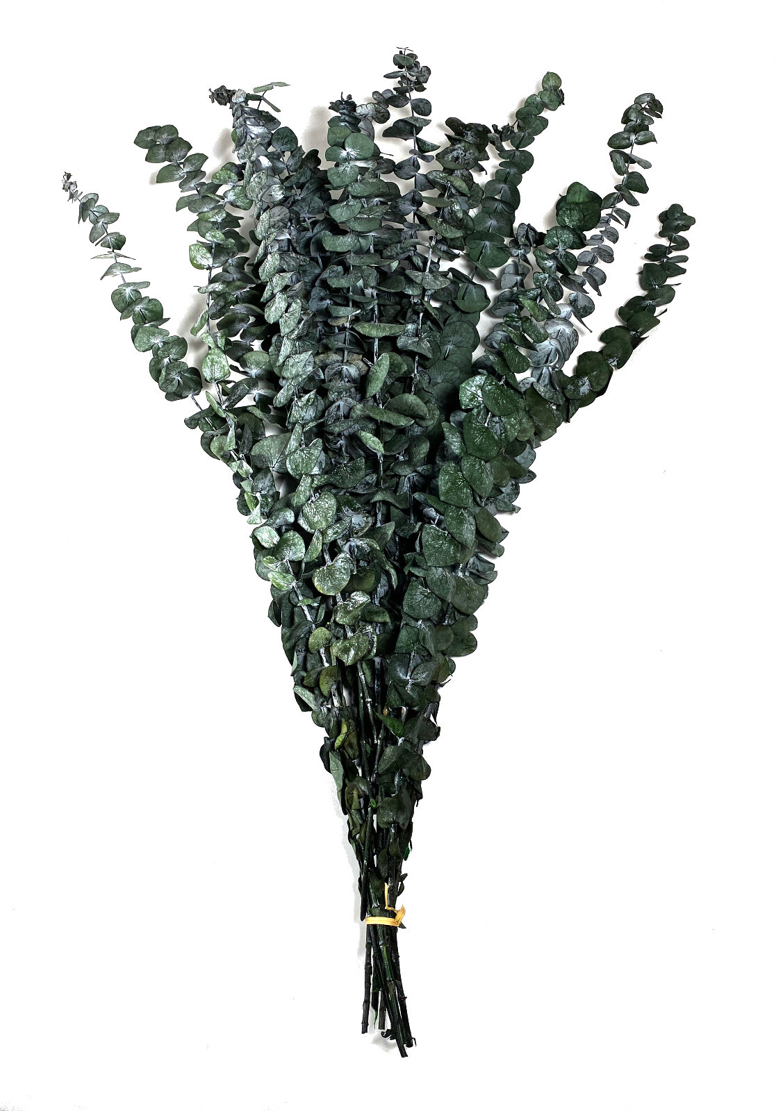 8 oz 28″ Tall Lightly Scented Premium Eucalyptus Bundle