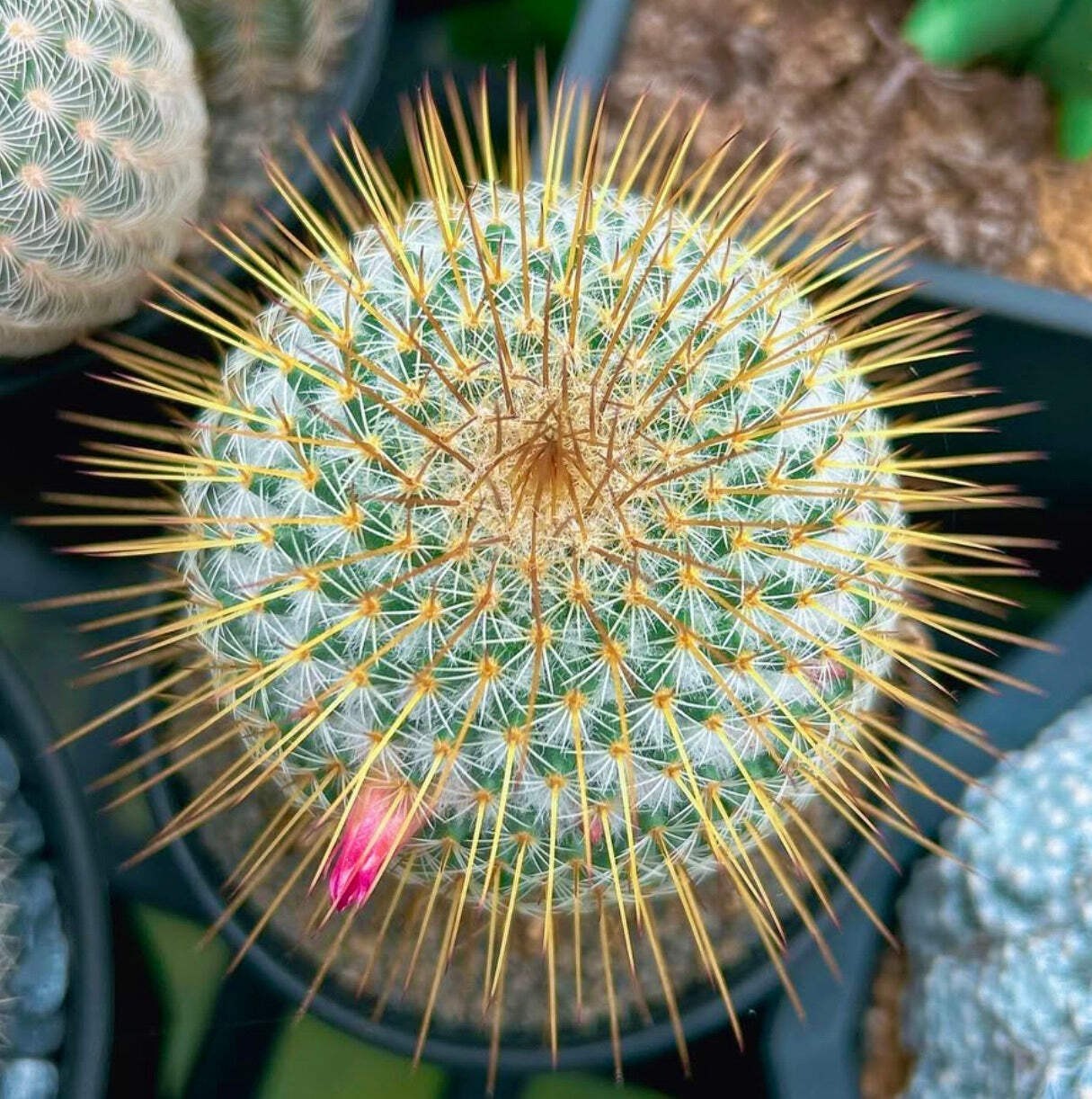 Mammillaria dixanthocentron SEEDS – Rare Cactus SEEDS
