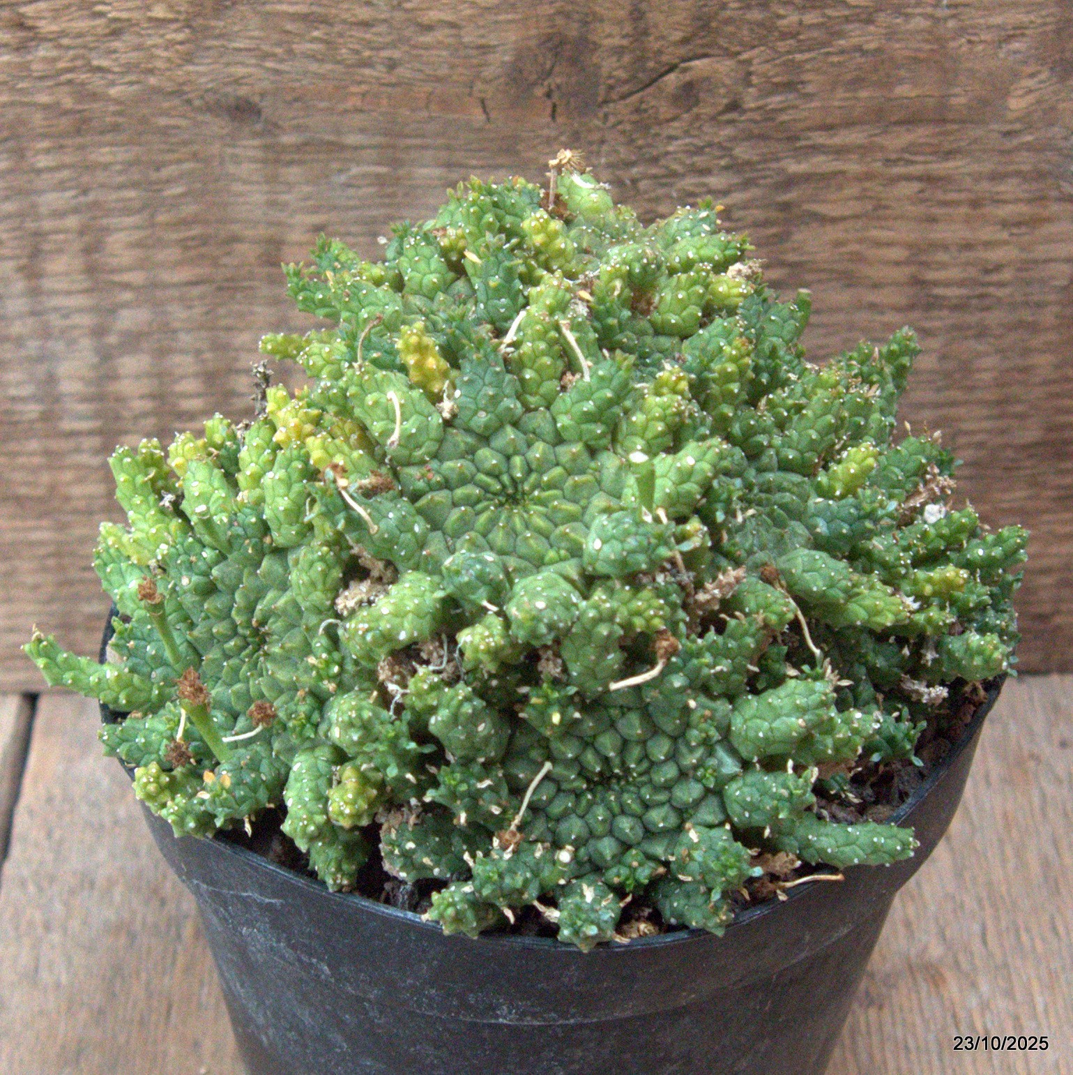 D7145 EUPHORBIA GORGONIS CRESTED pot14-H11-W17 cm MaMa Cactus