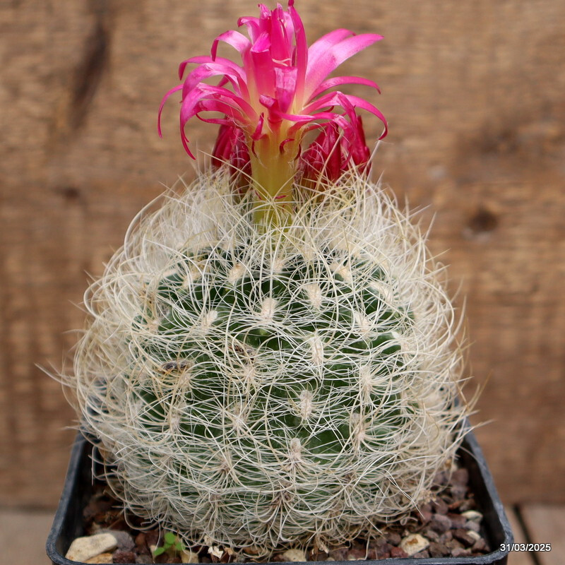 A5509 NEOPORTERIA OCCULTA pot10-H8-W12 cm MaMa Cactus
