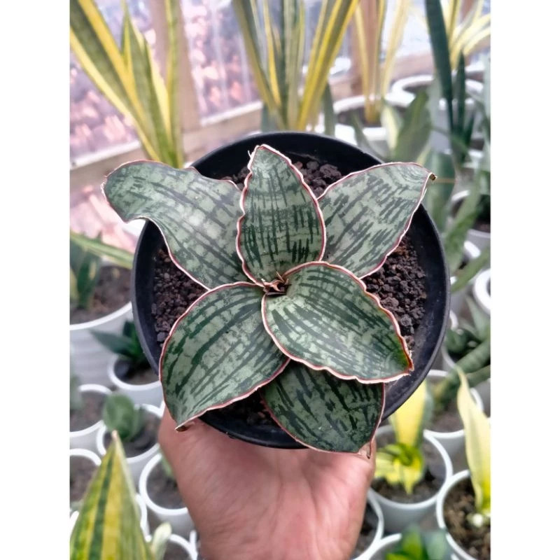 Sansevieria Cleopatra Rare Snake Live Exotic Plant PL040
