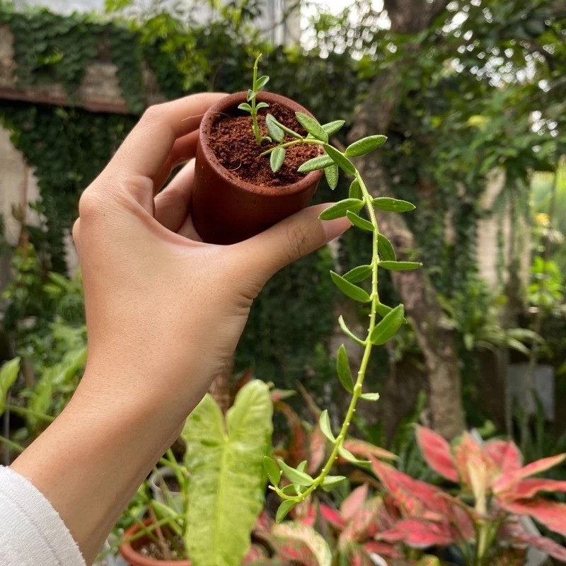 Hoya Engleriana Rare Plant