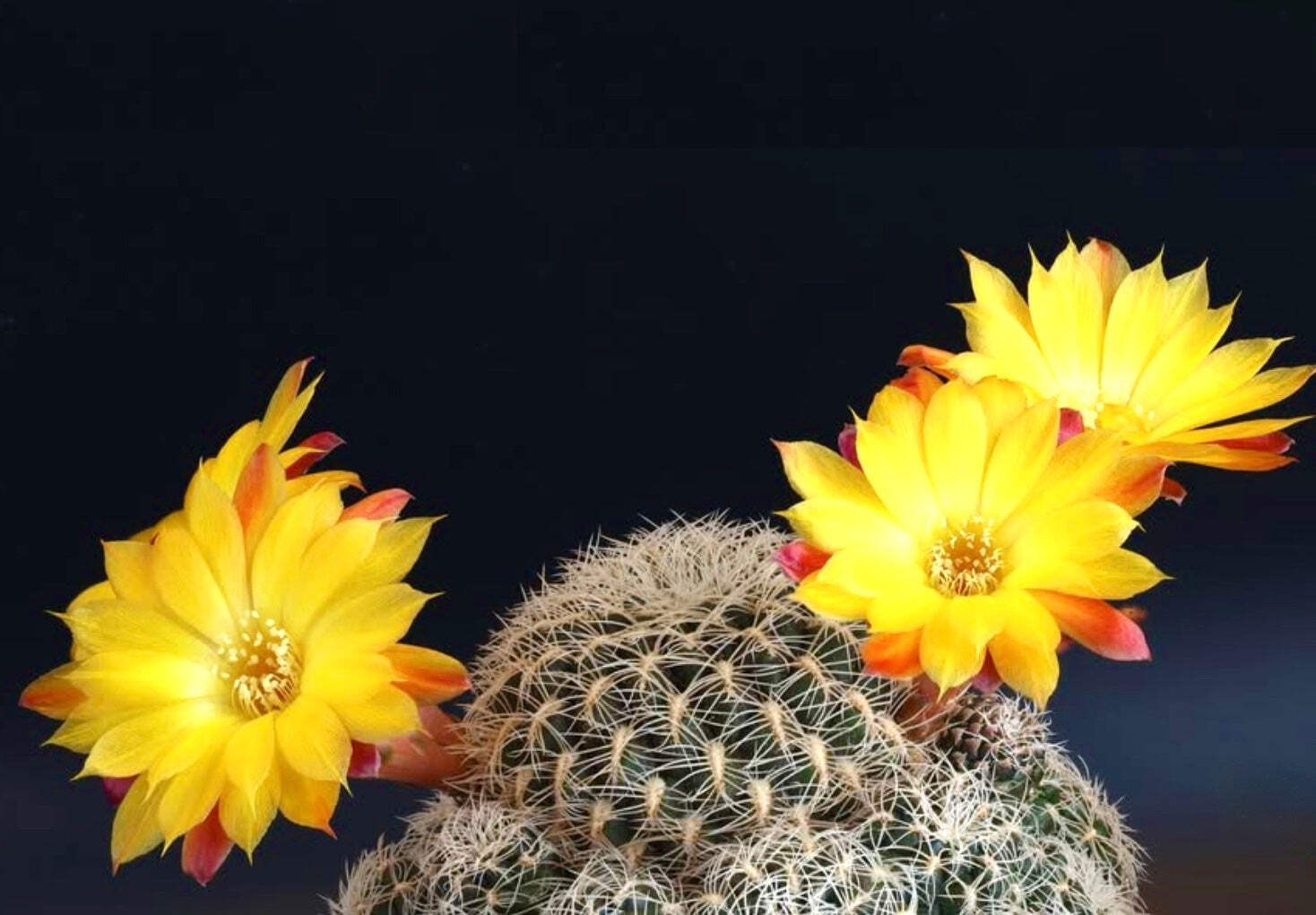 Sulcorebutia cardenasiana SEEDS – Rare Cactus SEEDS