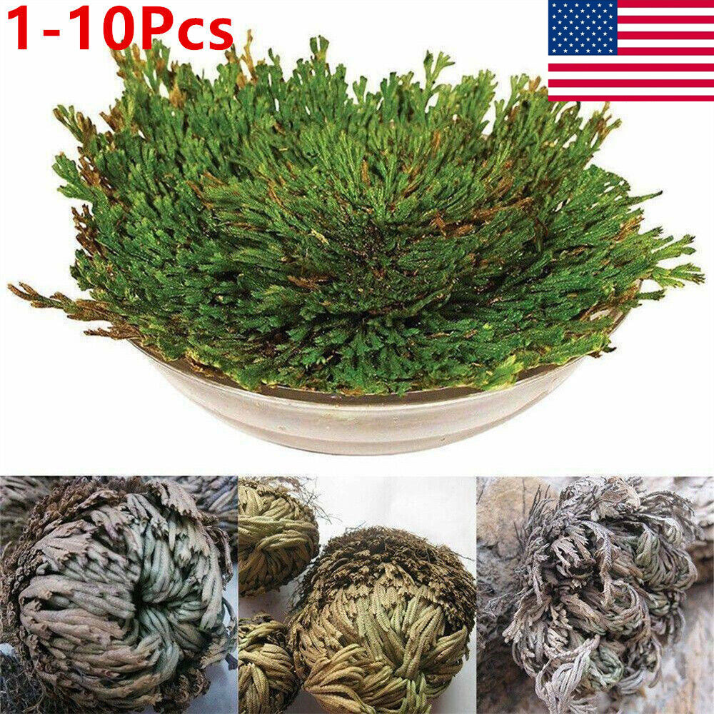 Rose of Jericho, 1-10 Packs- Resurrection Flower – Ferns – Live Plant Bulb Rose
